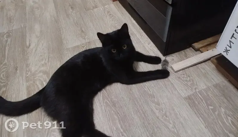 Пропала кошка, А-290, Таманское сельское поселение, Раздольное - черный окрас, шатается как пьяная - photo