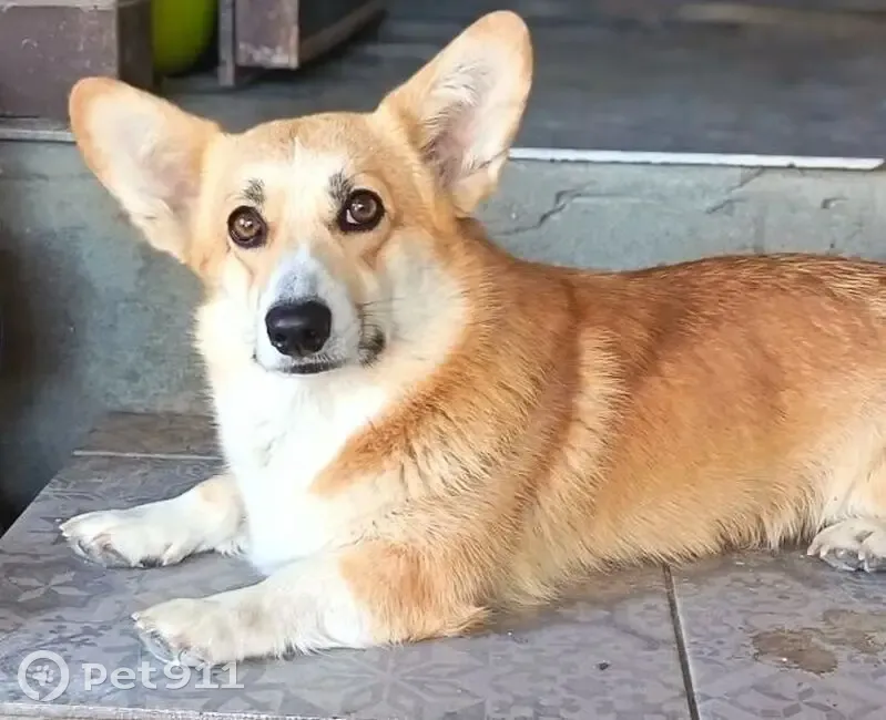 Пропала собака, женский пол, 1-й Манежный переулок, Волгоград - имеется клеймо - photo