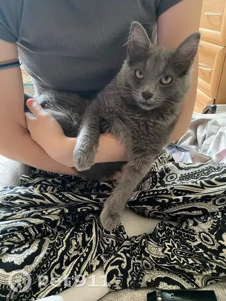 Пропала кошка, Красносельская улица, 77, Калининград - серая, длинношерстная - photo