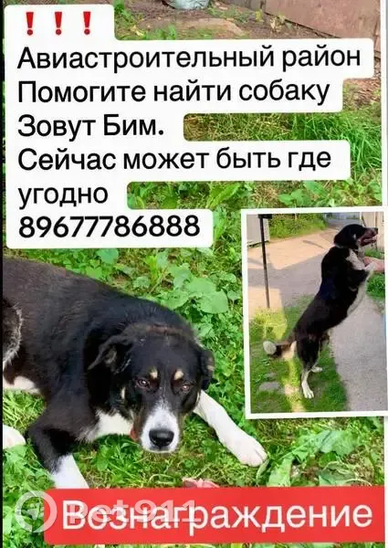 Пропал собака, мужской, Казань, Татарстан - крупный, белый кончик хвоста - photo