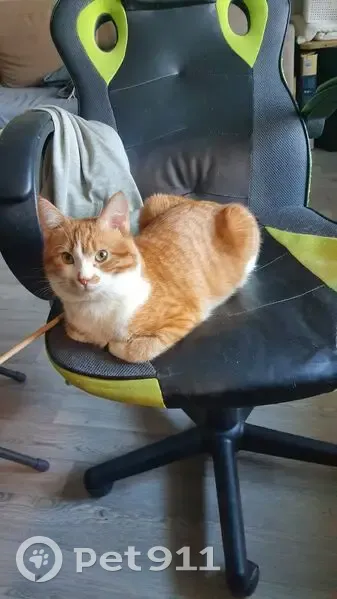 Пропал кот, Будапештская улица, 8 к2, Санкт-Петербург - рыжий с белым окрасом - photo