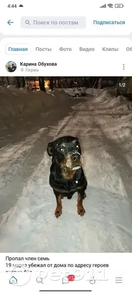 Пропал собака, мужской, улица Героев Хасана, 49А, Пермь - порода ротвейлер - photo