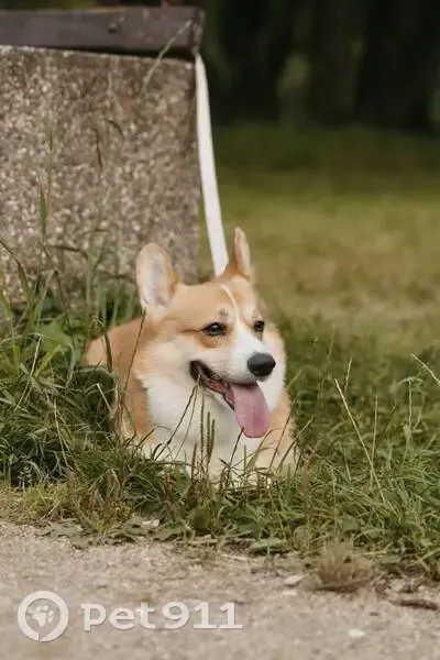 Пропал собака, улица Розы Люксембург, 68 к5, Тверь - корги по кличке Микки - photo