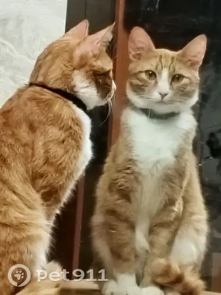 Пропал кот, улица Некрасова, 53, Ярославль - рыжий, пушистый, в синем ошейнике - photo