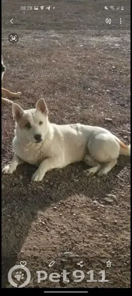 Пропал собака, мужской, Поселье, Бурятия - белый с коричневым пятном на правом глазу и хвосте - photo