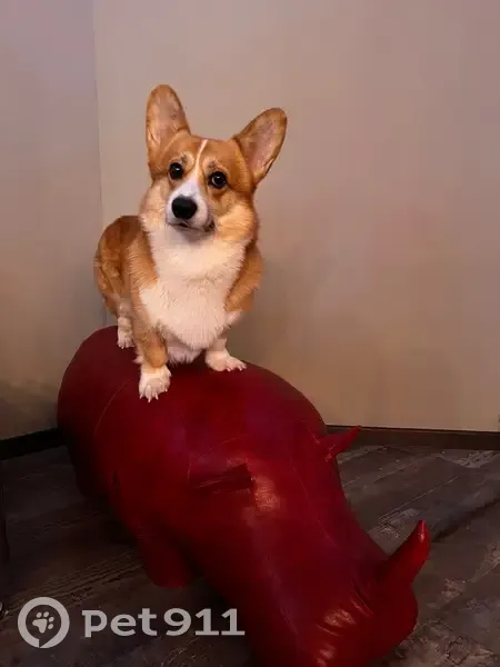 Пропала собака, улица Розы Люксембург, 68 к5, Тверь - рыже белый окрас - photo