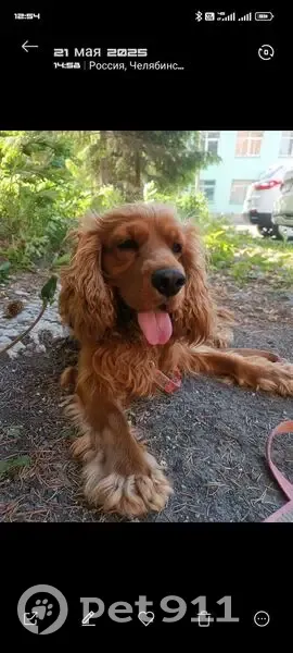 Пропал собака, Челябинск - рыжий - photo