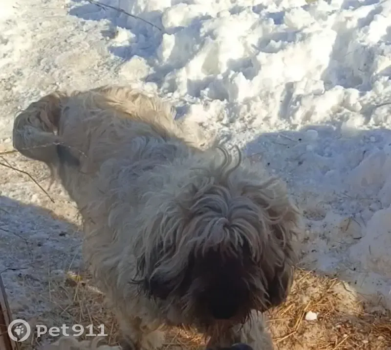 Пропала собака, 78Н-0907, Кузнечихинское сельское поселение - взрослая, серая, добрая - photo