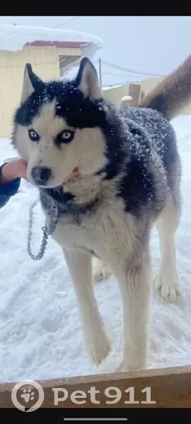 Пропала собака, Новосельцевское - photo