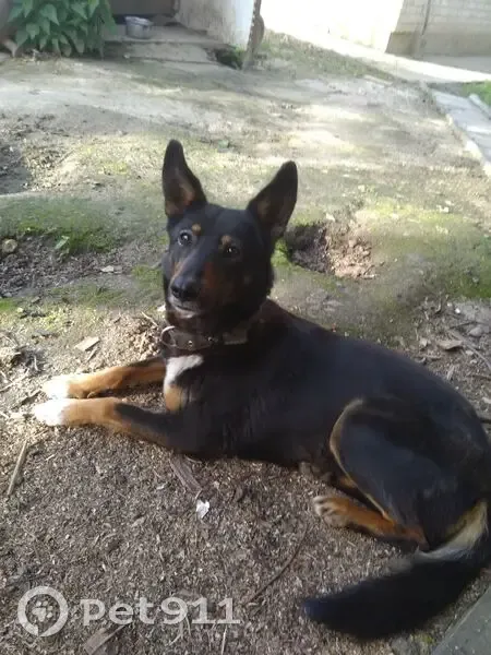 Пропала собака, женский пол, Строительная улица, 4, Жилина - с металлическим ошейником - photo