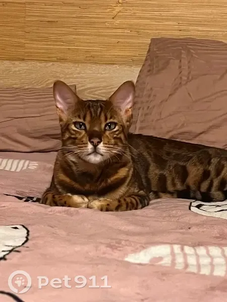 Пропал кот, улица Малькина Грива, Шатура - коричневый пятнистый с зелёными глазами - photo