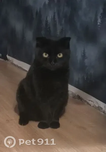 Пропала кошка, улица Красина, 4, Курск - полностью чёрная, отзывается на кис-кис - photo