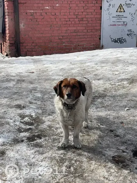 Найдена собака, Байкальская улица, 188/1, Иркутск - ошейник и рана на боку - photo