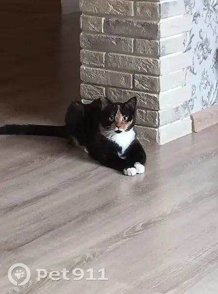 Пропала кошка, бульвар Белоусова, Ишим - трёхшерстная, стерилизованная - photo