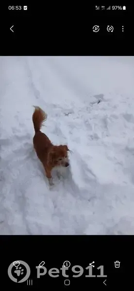 Пропал собака, улица 8 Марта, 123, Кропоткин - рыжий смесь спаниэля - photo