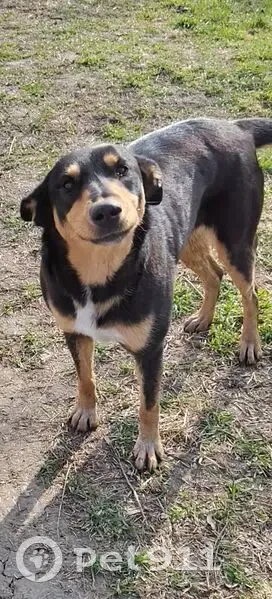 Пропала собака, Минская улица, Краснодар - девочка, пугливая, чип на ушке - photo