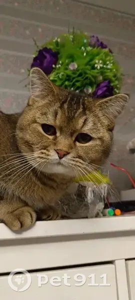 Пропал кот, Пошехонское шоссе, 48А, Вологда - серый с чёрным кончиком хвоста - photo