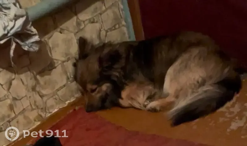 Пропал собака, Дружный переулок, 42, Воронеж - ошейник под шерстью - photo