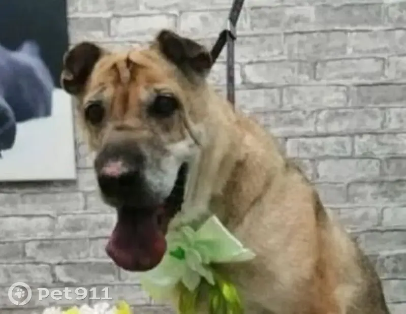 Пропала собака, Новороссийск - метис шарпея, розовый ошейник - photo