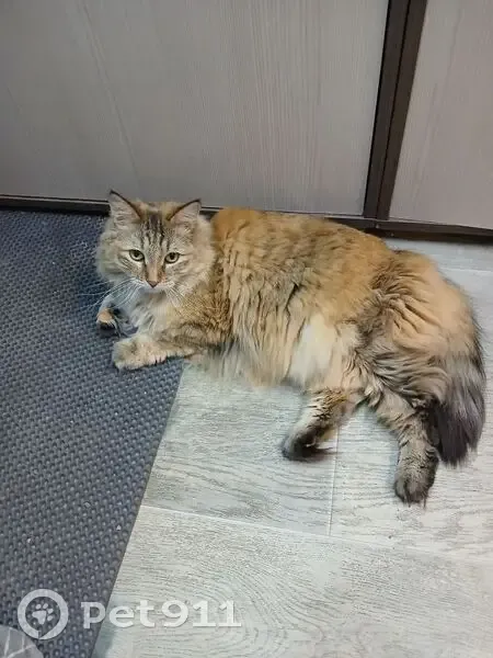 Пропала кошка, 6-я Советская улица, 31, Иркутск - рыжая с чёрным кончиком хвоста - photo