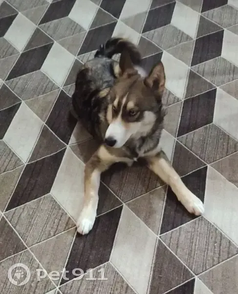 Пропал собака, мужской, Нагорная улица, 42, Сургут - дружелюбный, игривый - photo