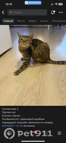 Пропал кот, улица имени Оржевского В. И., Саратов - коричневый пятнистый окрас - photo