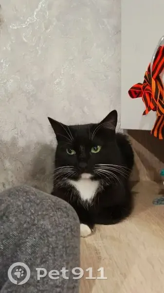 Пропал кот, 9, Мелеуз - чёрно-белый окрас, откликается на имя Барсик - photo