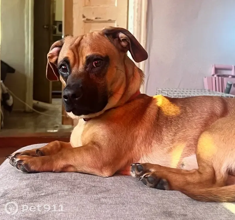 Пропал собака, Дубовская улица, 47, Энгельс - коричневый окрас, красный ошейник - photo