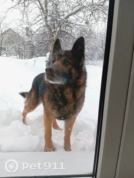 Пропал собака, улица Литвинова, Казань - немецкая овчарка откликается на кличку Рекс - photo