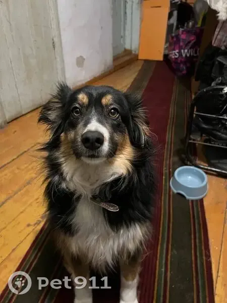 Пропала собака, женская, Рудная улица, 17, Сызрань - photo