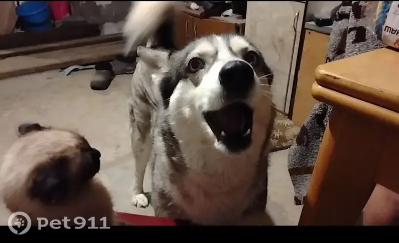 Пропала собака, женская, Волгоград, серого цвета - photo