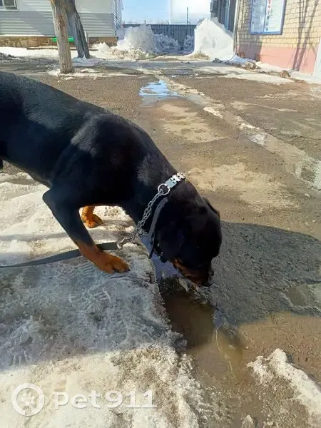 Найден собака, улица Аэропорт, Зубовский сельсовет - с ошейником и поводком - photo