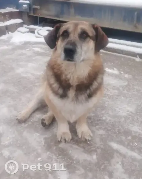 Пропала собака, улица Чапаева, 39, Берёзовский - убежал в сторону Калиновки - photo