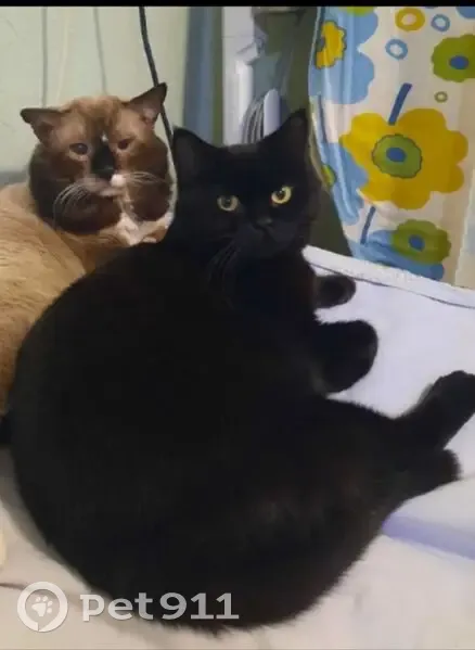 Пропала кошка, улица Декабристов, 155, Омск - плюшевая, черная - photo