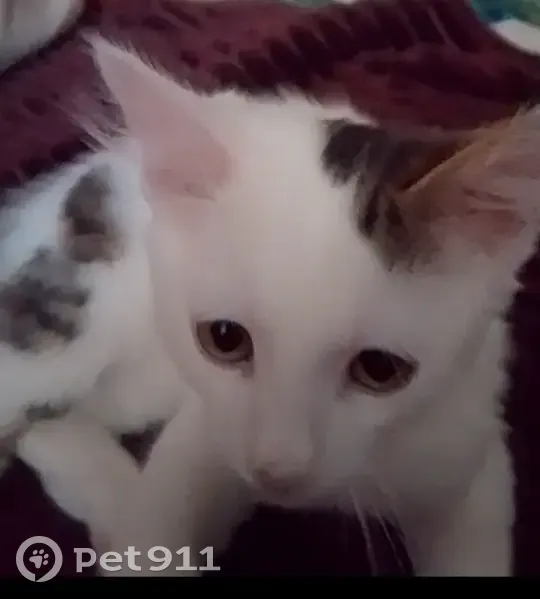 Пропал кот, улица Доваторцев, 61, Ставрополь - белый с рыжими пятнами - photo