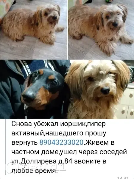 Пропал собака, Заводская улица, Омск - photo