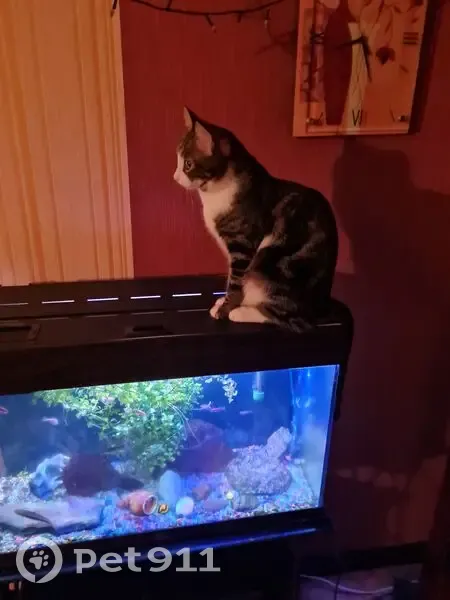 Пропал кот, 89/1, Иркутск - выпрыгнул в окно - photo