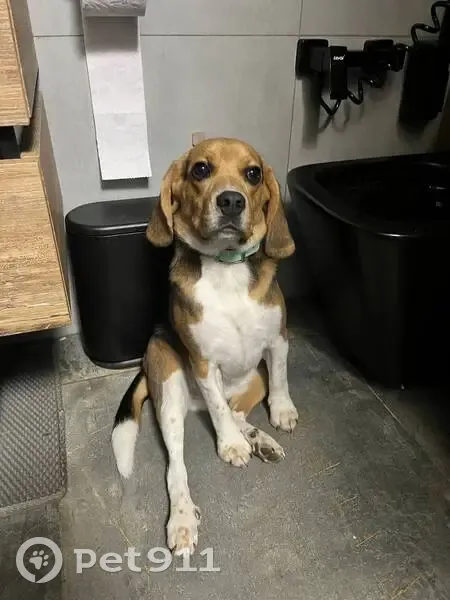 Пропала собака, Шерстнево, Глубинный - бигль в бирюзовом ошейнике - photo