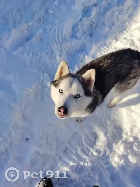 Пропал собака, 5-й Северный переулок, 25, городской округ Смоленск - серо-белый окрас, голубые глаза - photo