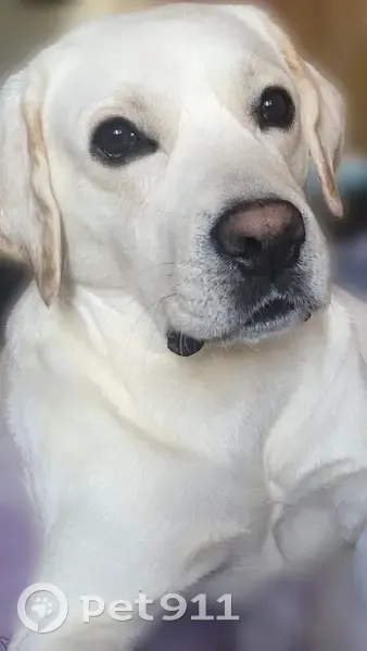 Пропал собака, проспект Энтузиастов, Саратов - белый лабрадор - photo