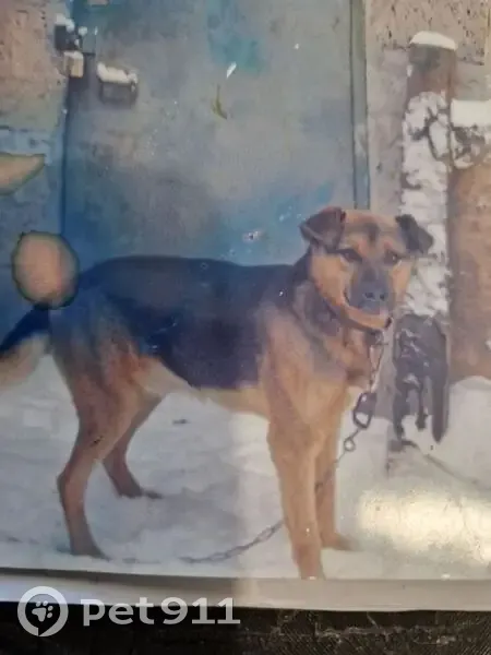 Пропал собака, мужской, улица Есенина, Тюмень - фенотип овчарки и ротвеллера - photo