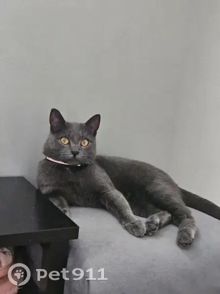 Пропал кот, Свободная улица, 35, Шуваевский сельсовет - тёмно-серый окрас, жёлтые глаза - photo