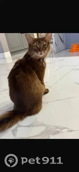 Пропала кошка, Киевская улица, 44, Краснодар - рыжий окрас с медным отливом - photo