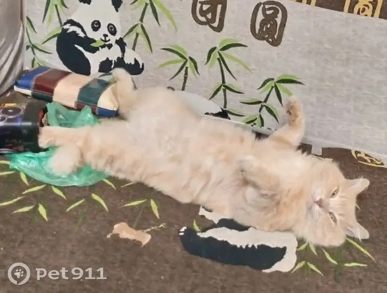 Пропал кот, улица Археолога Веселовского, 31/8, Берёзовый - персиковый окрас, пушистый - photo