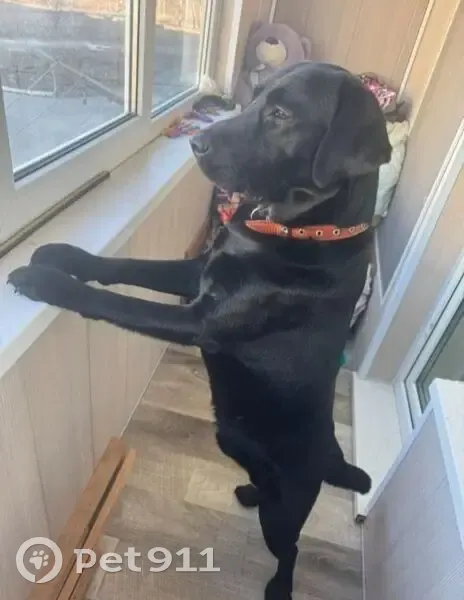 Пропала собака, Пограничная улица, 8, Дунай - лабрадор, полностью чёрный - photo