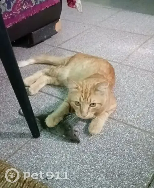 Пропал кот, улица Щорса, 157А, Староминская - рыжий, кличка Лëва - photo