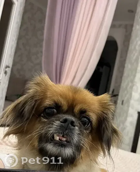 Пропала собака, улица Челюскинцев, 17, Курск - рыжий окрас, маленькая - photo