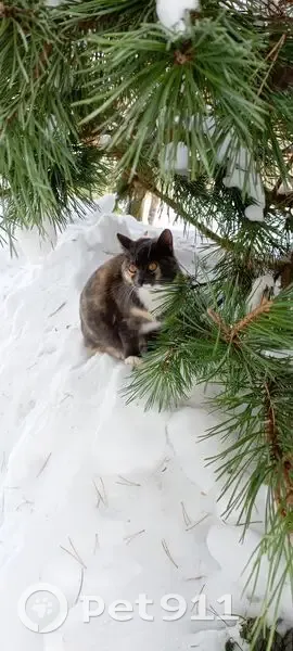 Пропала кошка, Центральный проезд, 1, Сергиев Посад - многоцветная, отзывается на Буся - photo