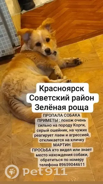 Пропал собака, Ульяновский проспект, Красноярск - похож на корги, серый ошейник - photo