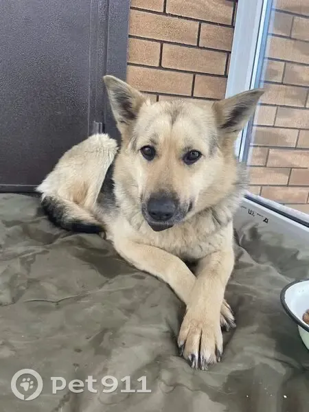 Пропала собака, женская, Рассветная улица, Райманово - овчаристого типа - photo